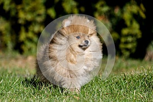 Cute small pomeranian spitz puppy portrait in summer