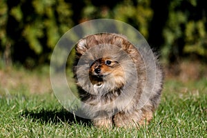 Cute small pomeranian spitz puppy portrait in summer