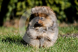 Cute small pomeranian spitz puppy portrait in summer