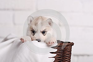 Cute small puppy siberian husky in brown rotang basket on white