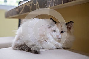 Cute, small Ragdoll cat sitting on the chair.