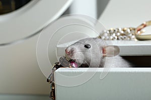 Cute small rat with jewelry in chest of drawers, closeup