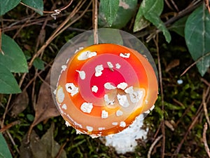 Cute small red and white mushroom (Amanita muscaria), view from above.