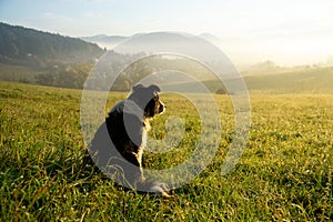 Roztomilý malý pastiersky pes v tráve na lúke počas východu slnka.