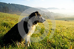 Cute small shepherd dog in the grass on meadow during sunrise.