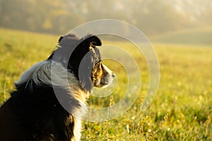 Roztomilý malý pastiersky pes v tráve na lúke počas východu slnka.