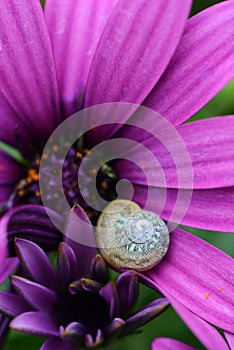 Cute small snail nestled in a vibrant purple flower