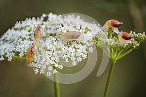 Cute small snails on a button of flower closeup