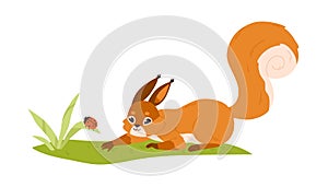 Cute small squirrel playing with ladybug in nature. Forest rodent with bushy tail hunting on bug. Happy adorable wild