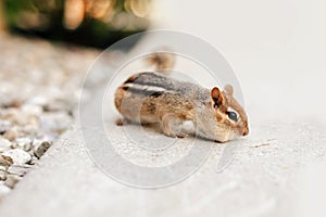 Cute small striped brown chipmunk eating food seeds. Yellow ground squirrel chipmunk eating feeding grains and hiding stockpile