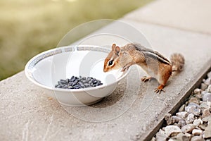 Cute small striped brown chipmunk eating sunflower seeds from plate. Yellow ground squirrel chipmunk Tamias striatus in natural