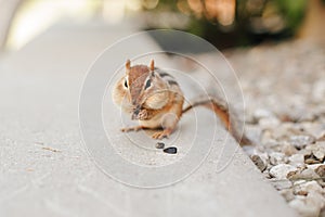 Cute small striped brown chipmunk eating sunflower seeds. Yellow ground squirrel chipmunk eating feeding grains and hiding