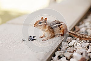 Cute small striped brown chipmunk eating sunflower seeds. Yellow ground squirrel chipmunk Tamias striatus in natural habitat