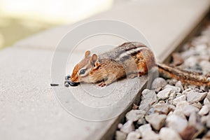 Cute small striped brown chipmunk eating sunflower seeds. Yellow ground squirrel chipmunk Tamias striatus in natural habitat