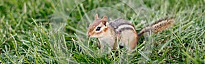 Cute small striped brown chipmunk sitting in green grass. Yellow ground squirrel chipmunk Tamias striatus in natural habitat. Wild