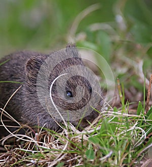 A cute small vole eating grass in a local wildlife sanctuary par