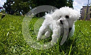 Cute small white bichon dog playing in the park.