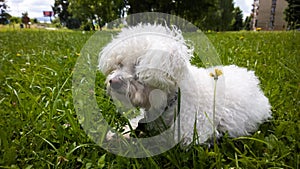 Cute small white bichon dog playing in the park.