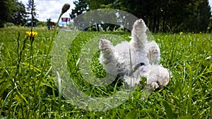 Cute small white bichon dog playing in the park.