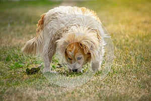 Cute small white dog sniffing in the grass