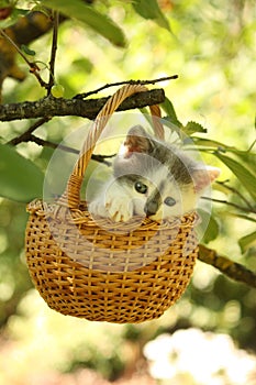 Cute small white and gray kitten resting in the basket