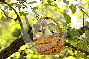 Cute small white and gray kitten resting in the basket