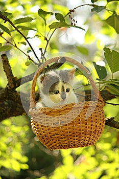 Cute small white and gray kitten resting in the basket