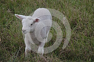 Cute small white lamb running on the grass