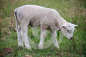 Cute small white lamb running on the grass