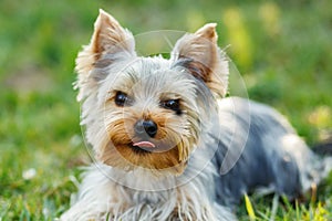 Cute small yorkshire terrier