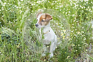 Cute small young dog among the flowers and green grass. Spring.