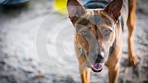 Cute smart dog smiling to camera