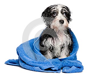 Cute smart havanese puppy after bath is sitting on a blue towel