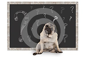 Cute smart pug puppy dog sitting in front of blackboard with chalk question marks