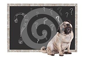 Cute smart pug puppy dog sitting in front of blackboard with chalk question marks, isolated on white background