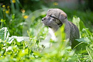 Cute smile puppy with spring foliage bokeh and sunset light abstract