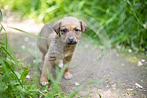 Cute smile puppy with spring foliage bokeh and sunset light abstract