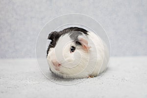 Cute smiley guinea pig