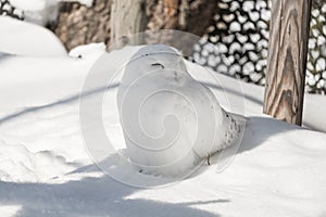 Cute smiley snow white owl sitting under shade on a sunny day in cold winter.