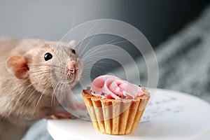 Cute smiling fancy pet rat and festive cake with soft pink cream swirl in front of grey background with copy space.