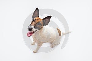 Cute smiling fox terrier dog, white backdrop and copy space.