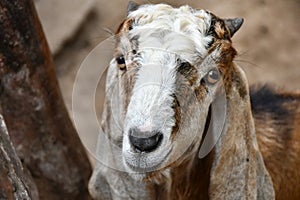 cute smiling goat looking at camera
