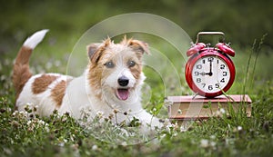 Cute smiling happy pet dog listening in the grass, puppy training banner