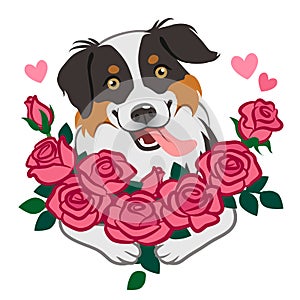Cute smiling herding dog holding bouquet of roses vector cartoon illustration isolated on white. Pet lovers, friendship, love,