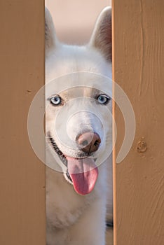 Cute smiling husky dog portrait looking through a fence with beautiful blue eyes