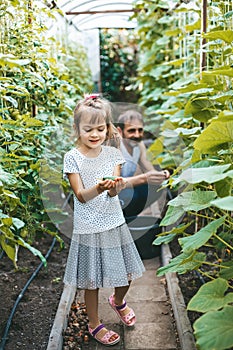 Cute smiling little girl holding a freshly picked cucumber