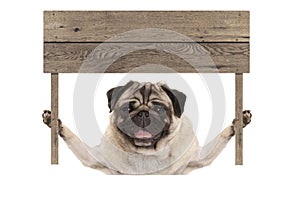 Cute smiling pug puppy dog holding up blank wooden board sign