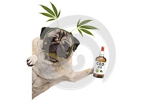 Cute smiling pug puppy dog holding up bottle of CBD oil, wearing marijuana hemp leaf diadem, chewing on cannabis flowers