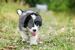 Cute smiling puppy on the pathway