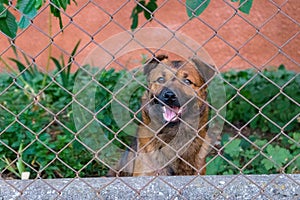 Cute smiling puppy in waiting pose behind fence. Young dog in backyard. Animal friend concept.